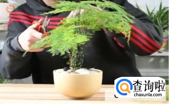 水培文竹叶子发黄怎么处理