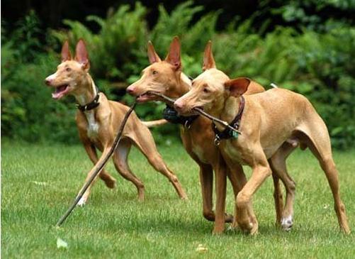 世界上最贵的狗排名