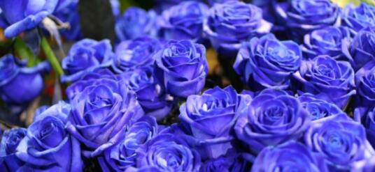 蓝色妖姬花语是什么意思