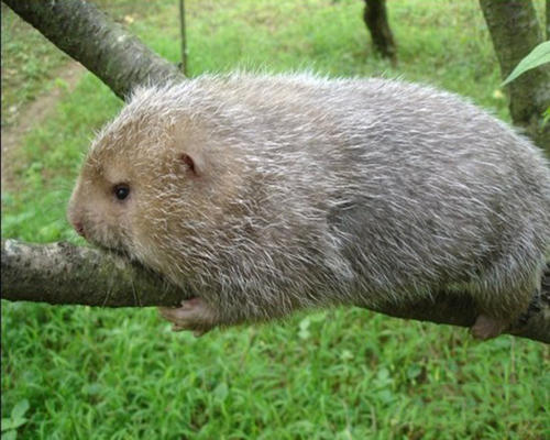 竹鼠中暑什么梗