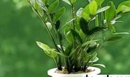 金钱树该怎么养殖