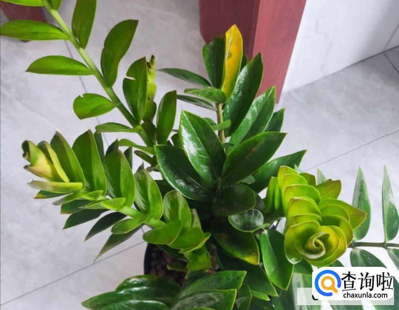 花的叶子为什么变黄?