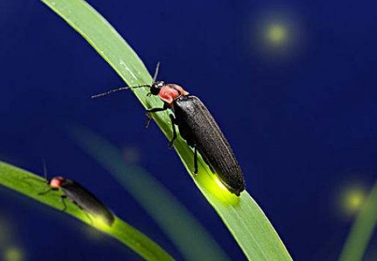 萤火虫为什么会发光