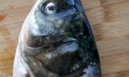 做鱼头汤无腥味的方法