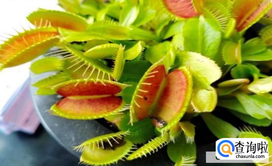 家里的花草上的小飞虫怎么消灭较合适