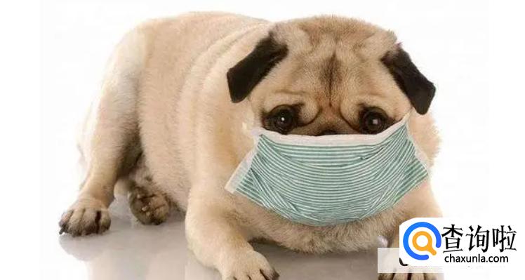小狗肺炎治疗最佳方法