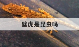 壁虎是昆虫吗