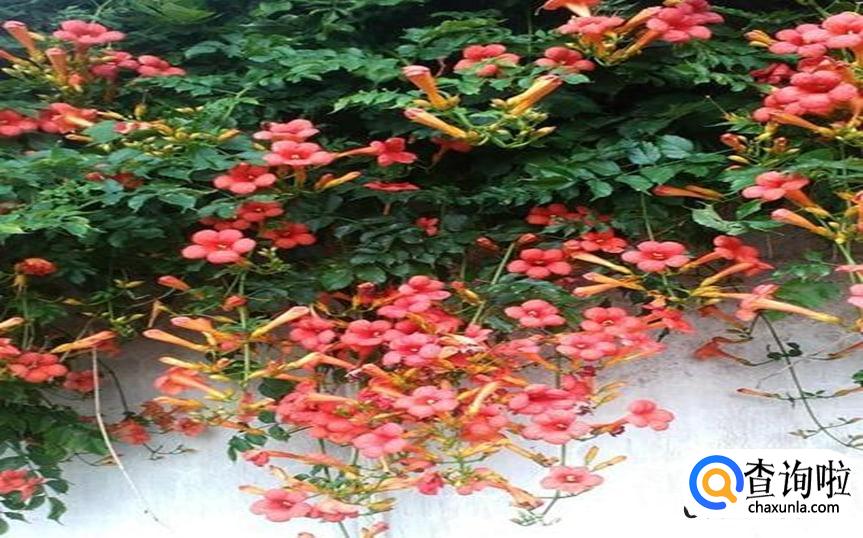 凌霄花的作用有哪些