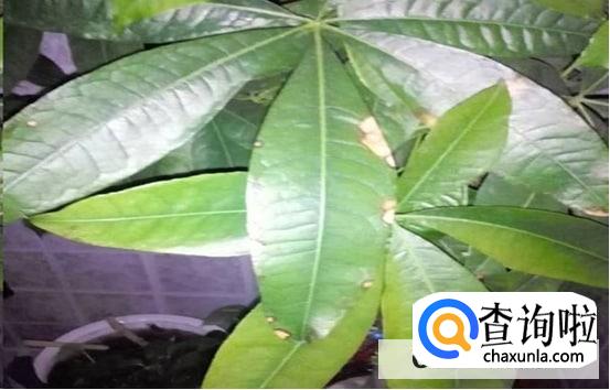 发财树叶发黄怎么处理