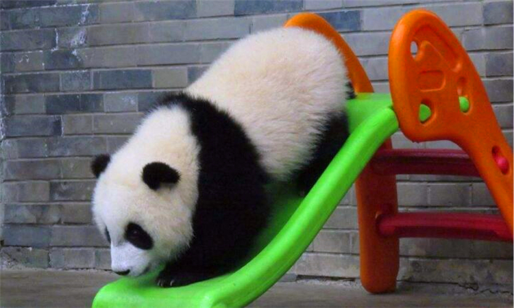 大熊猫珍贵到什么程度