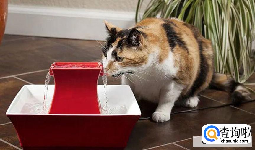 怎么引导猫咪喝水