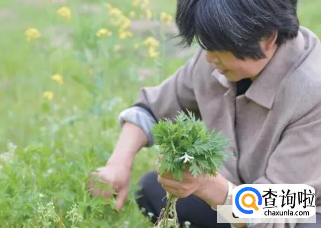 艾叶洗头注意事项