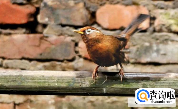 养一只画眉鸟怎么处罚