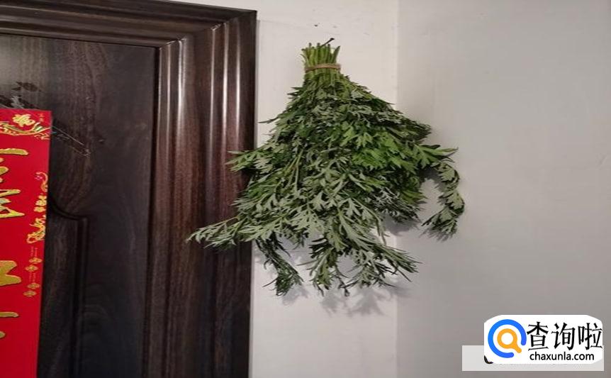 刚割的艾草怎么保存