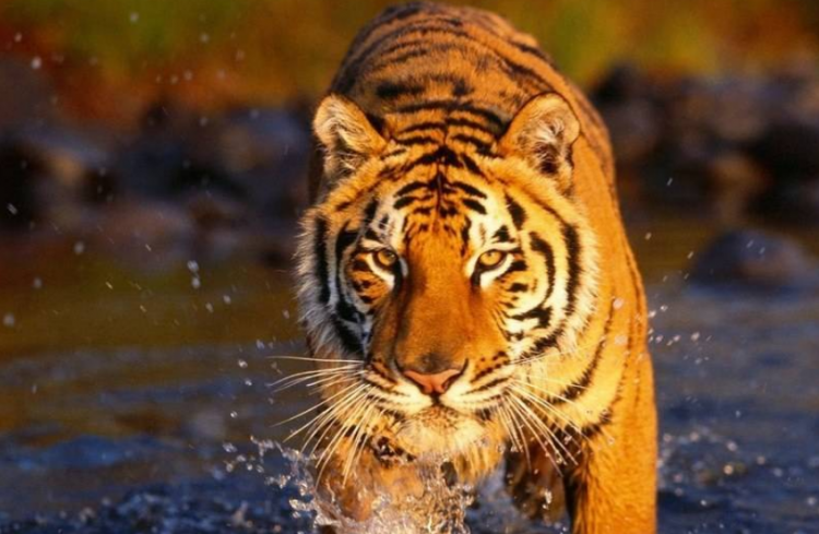 滑铲是什么意思