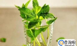 罗勒叶过敏的症状