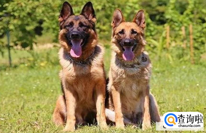 挑选公狗好还是母狗好