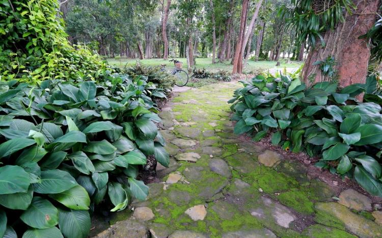 庭院地面上的青苔怎样消除