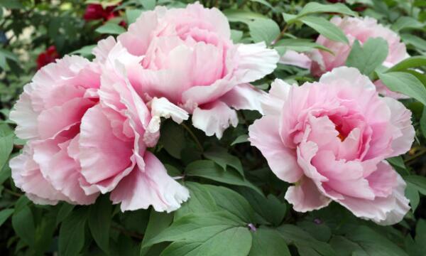 花中之王指的是什么花