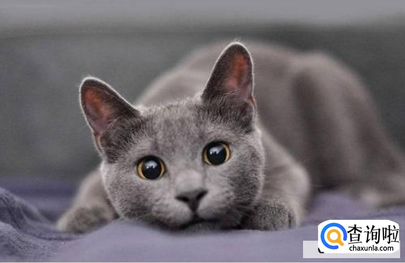 蓝猫感冒了怎么办