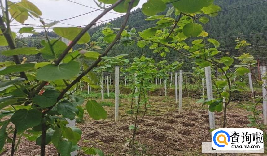 猕猴桃春天怎么剪枝是最好的