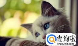 新手养猫如何判断年龄  猫的牙齿，毛发判断年龄