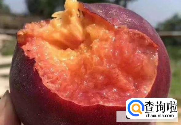 黑桃皇后这种水果种植价值高吗?