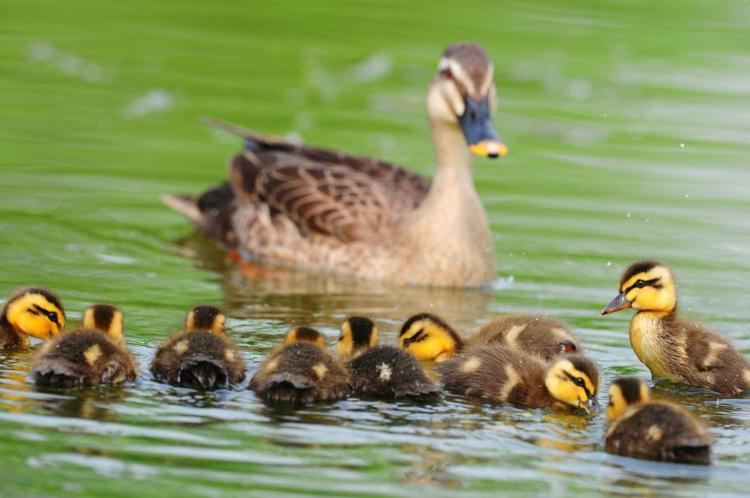 duck是什么意思