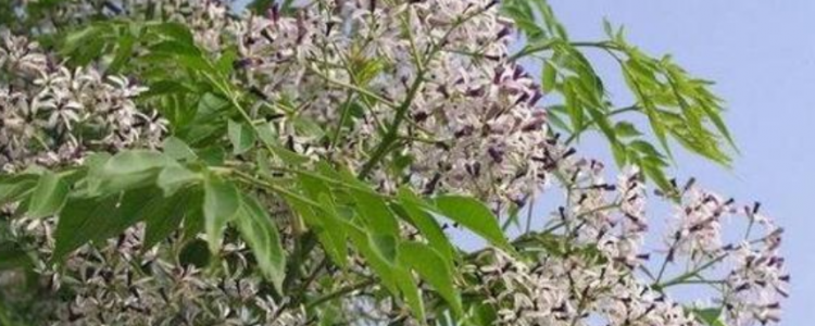 苦楝树是什么植物