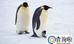 为什么北极没有企鹅