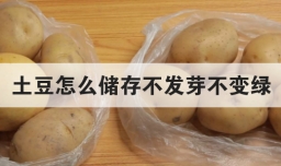 土豆怎么储存不发芽不变绿
