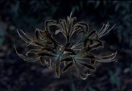 为什么自然界中很少有黑色的花朵