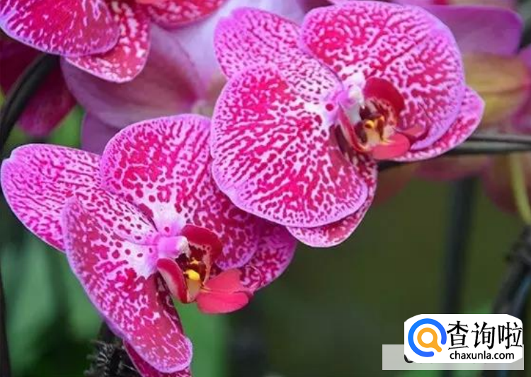 蝴蝶兰开完花后怎么处理