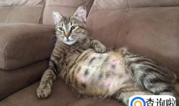 如何分辨猫是否怀孕