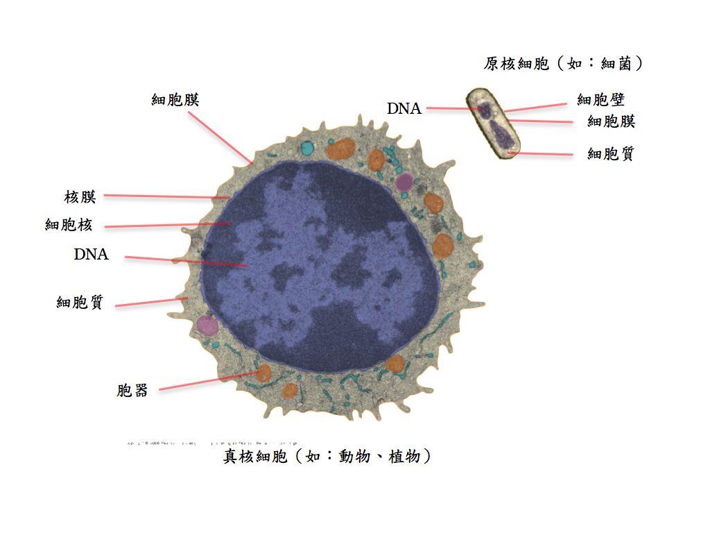 生物细胞里含量最多的元素是什么