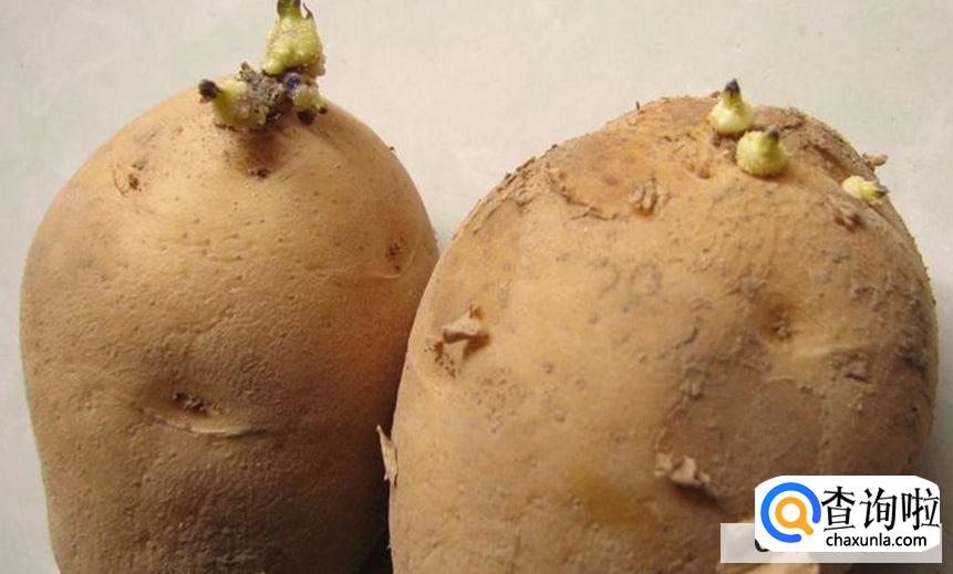 巧用发芽土豆的实用小妙招