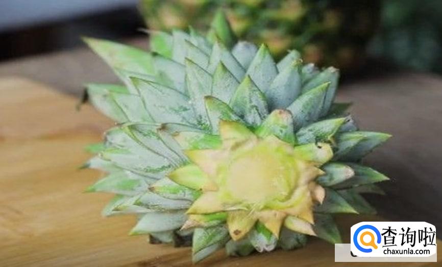 菠萝顶花怎么栽合适