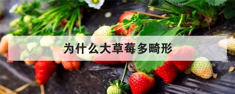 为什么大草莓多畸形