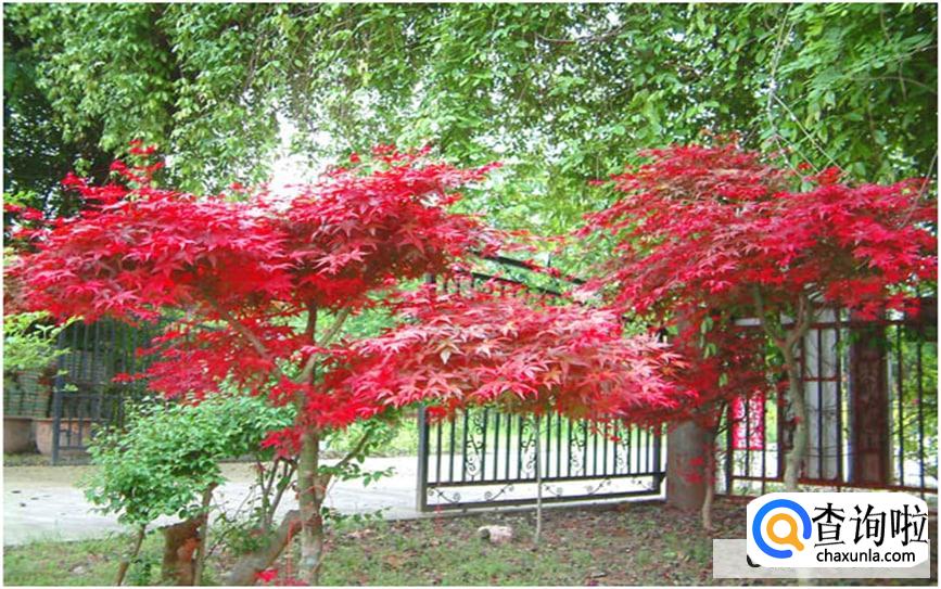 日本红枫的养殖方法和注意事项