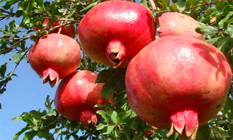 吃石榴有什么好处