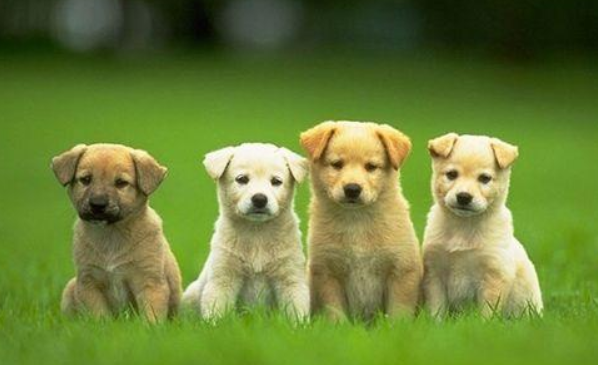  狗狗叫什么名字可爱洋气  