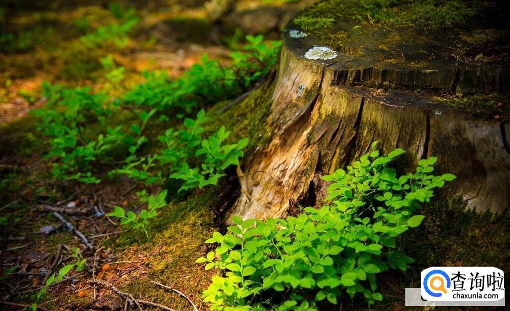 摄影构图法有哪些