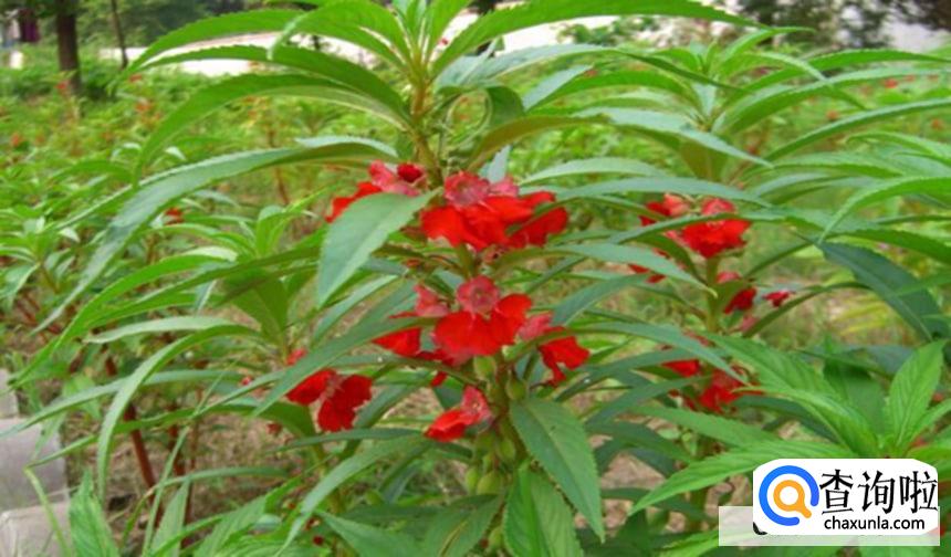 凤仙花的作用与功效