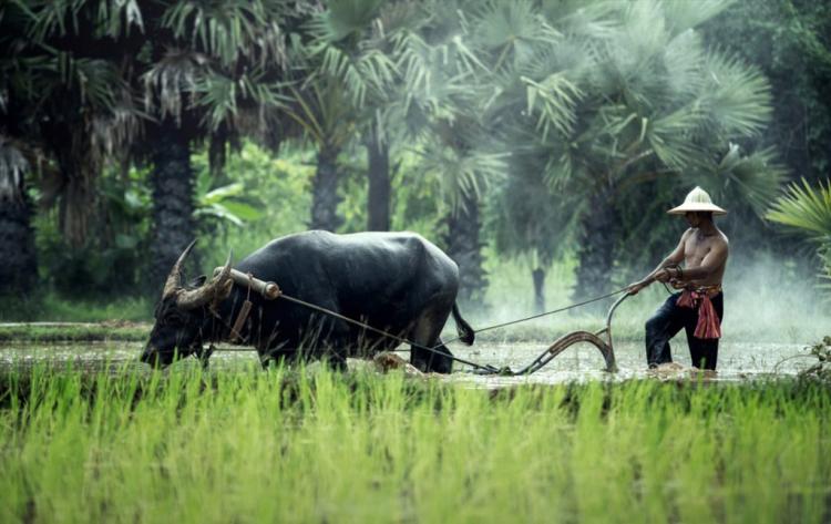 见得青草一路跑的生肖