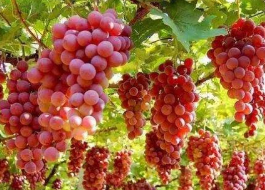 葡萄没熟可以吃吗