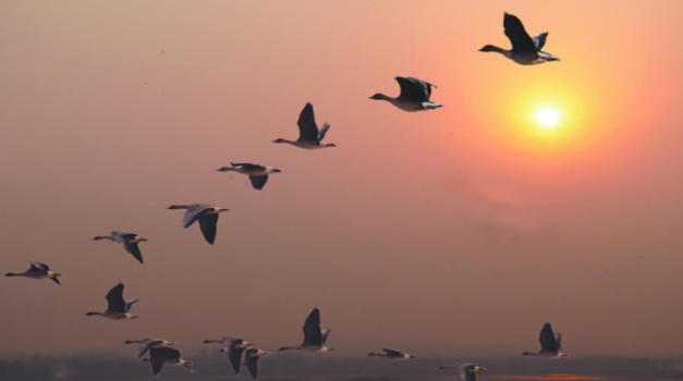 大雁什么时候南飞