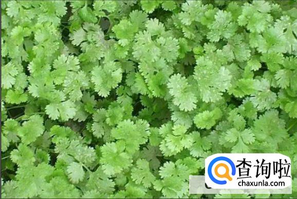 香菜老了还能吃吗功效有哪些