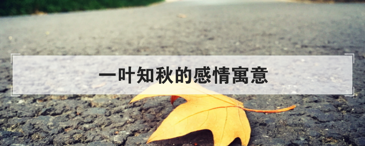 一叶知秋的感情寓意