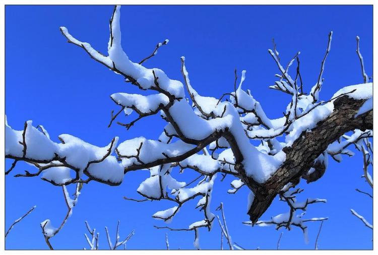 为什么说瑞雪兆丰年