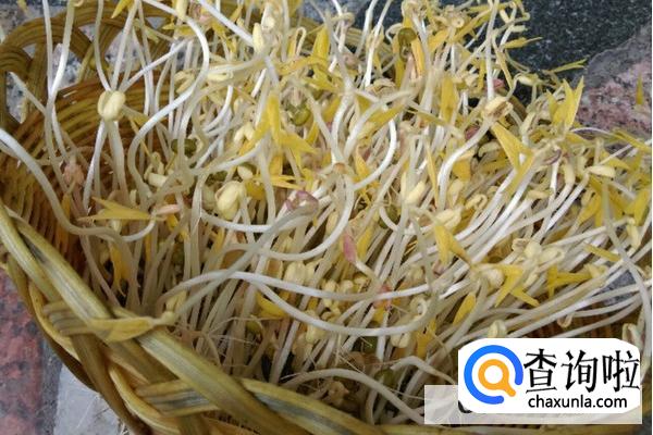 绿豆芽怎么发豆芽的步骤